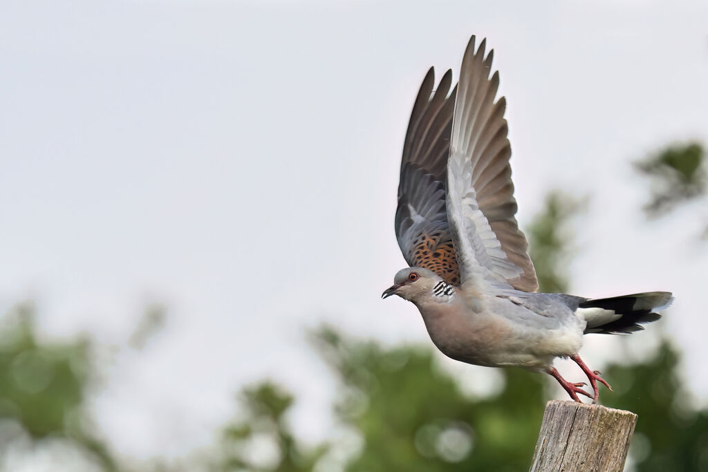Tourterelle des bois