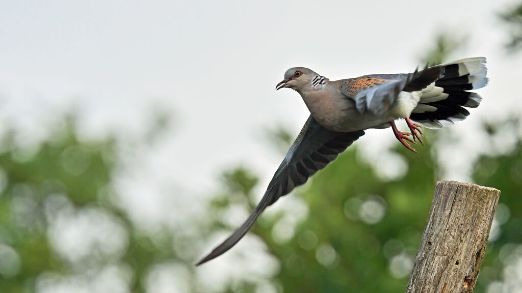 Tourterelle des bois