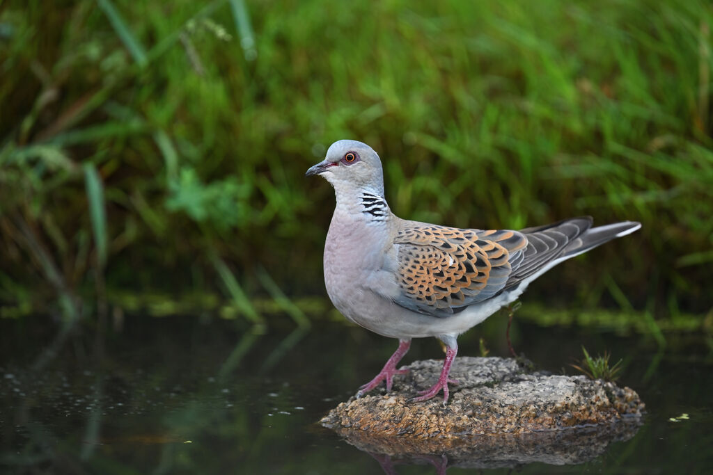 Tourterelle des bois