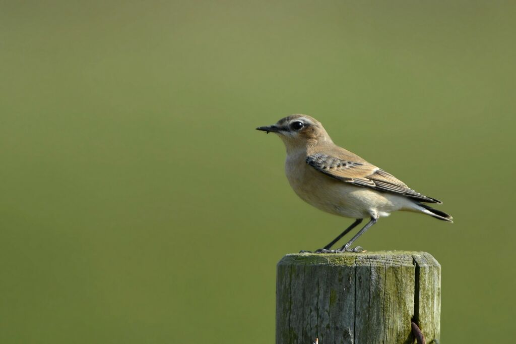 Traquet motteux, identification