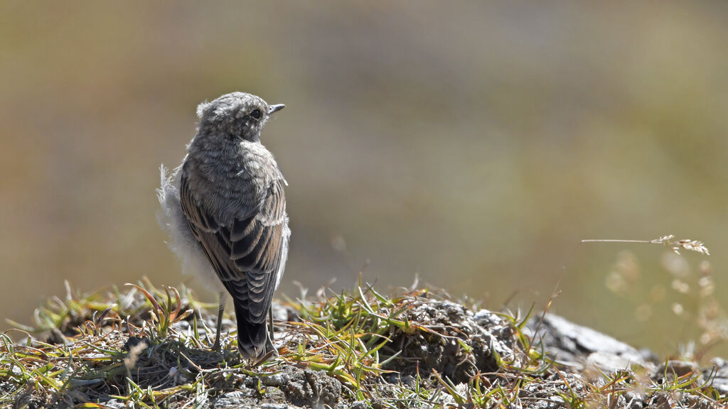 Traquet motteuxjuvénile, identification