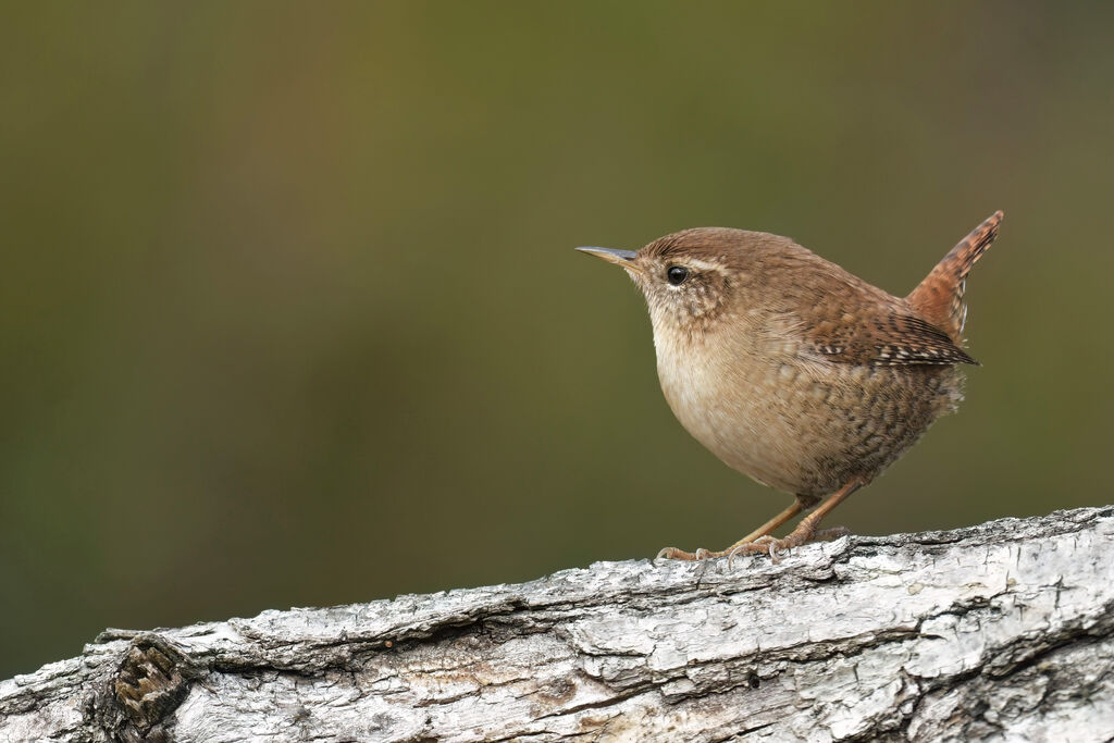 Troglodyte mignonadulte, identification