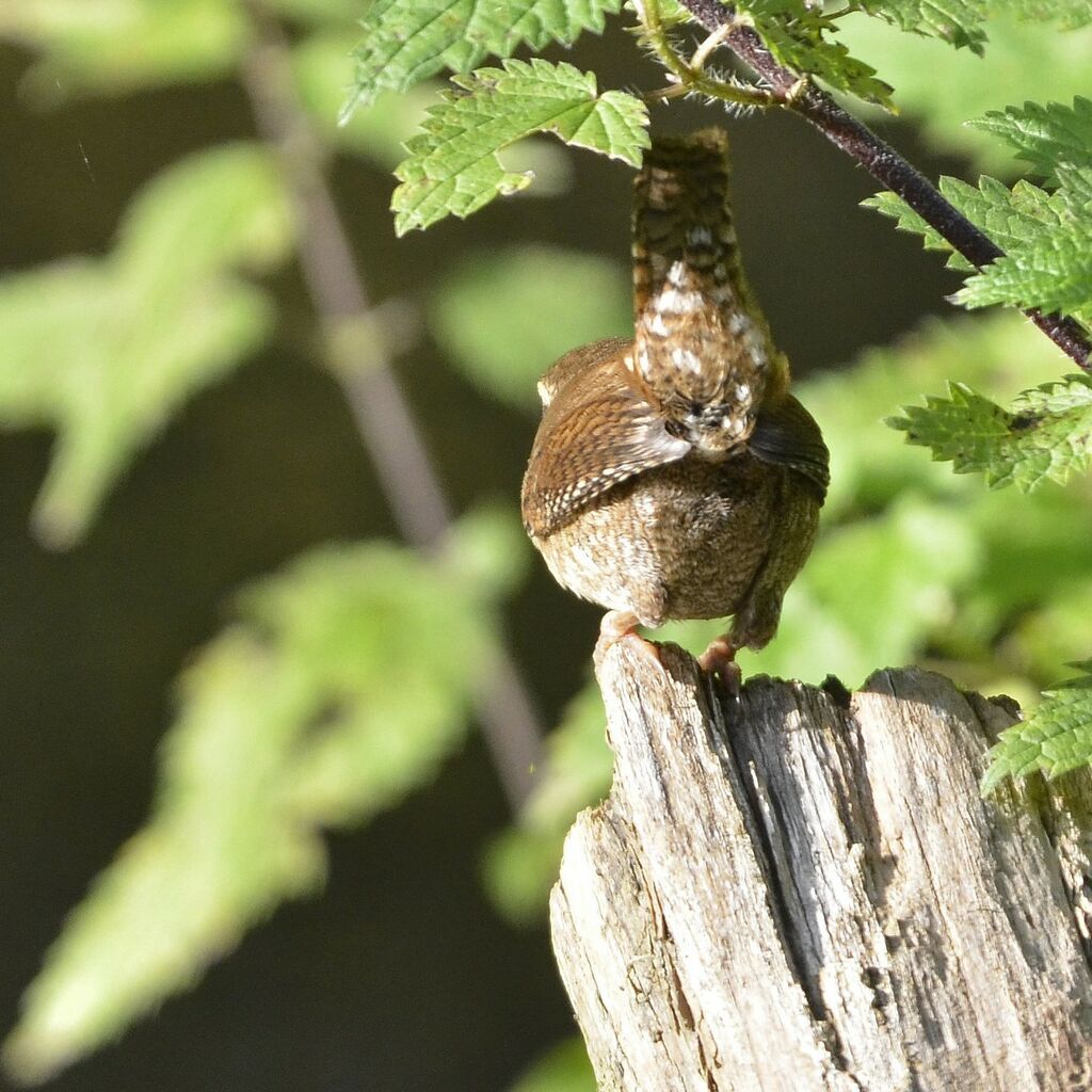 Troglodyte mignon