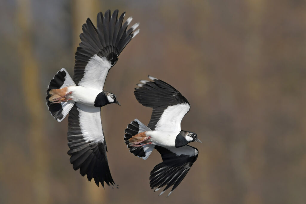 Northern Lapwingadult