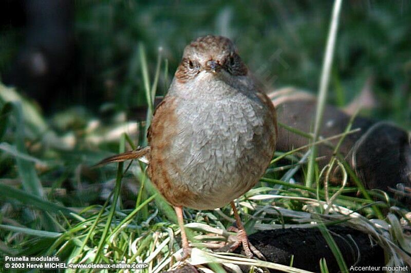 Dunnock