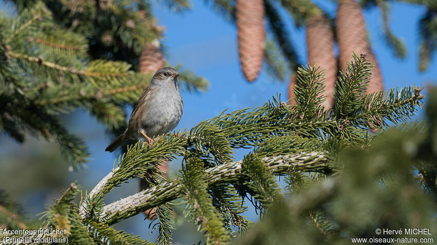 Dunnock