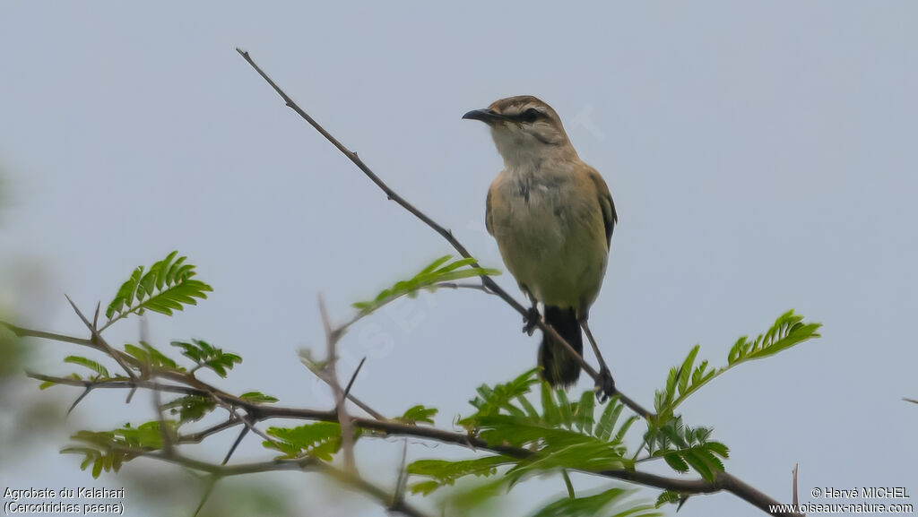 Kalahari Scrub Robin