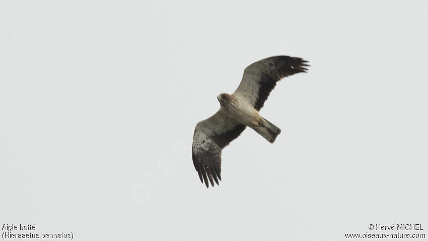 Aigle bottéadulte