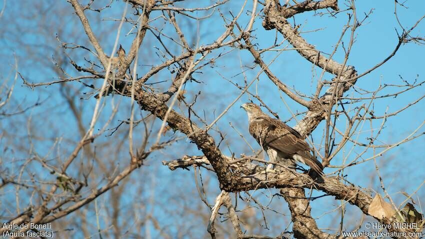 Aigle de Bonelli