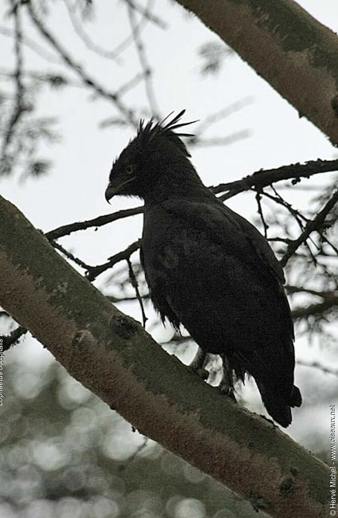 Aigle huppardadulte