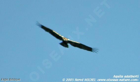 Aigle ibérique