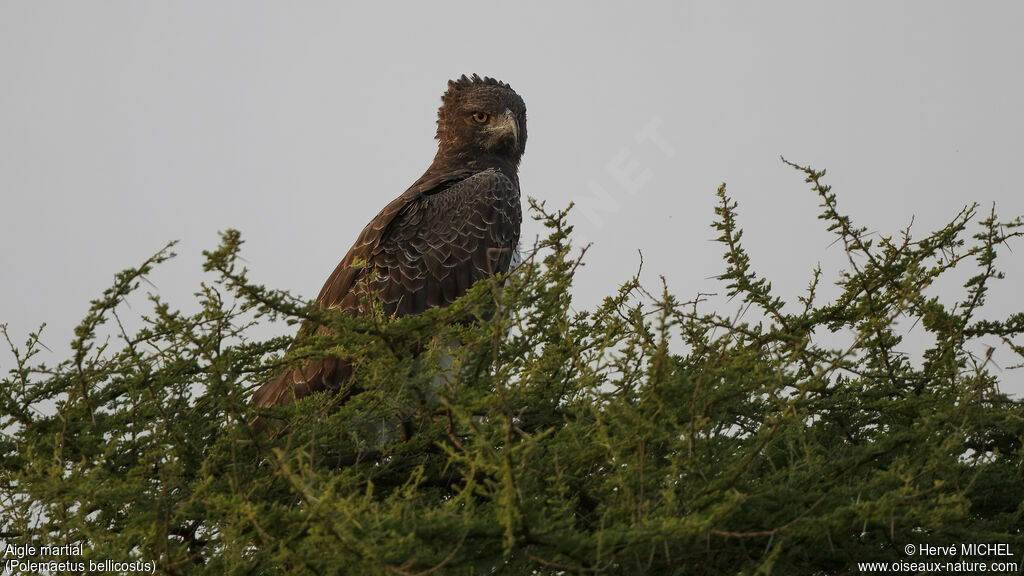 Aigle martial