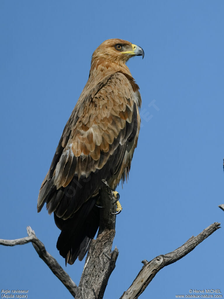 Aigle ravisseur