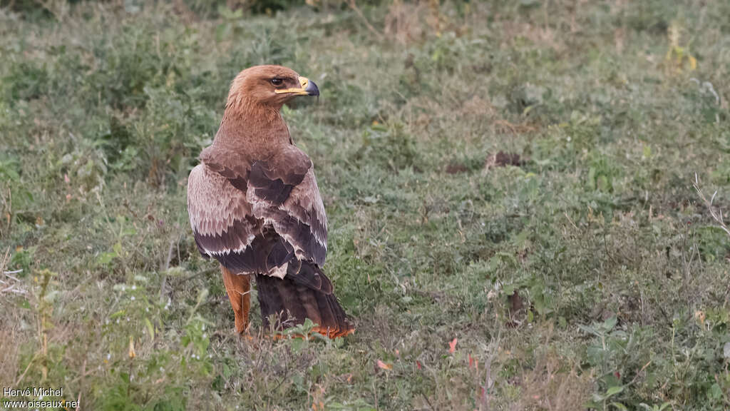 Aigle ravisseurimmature, identification