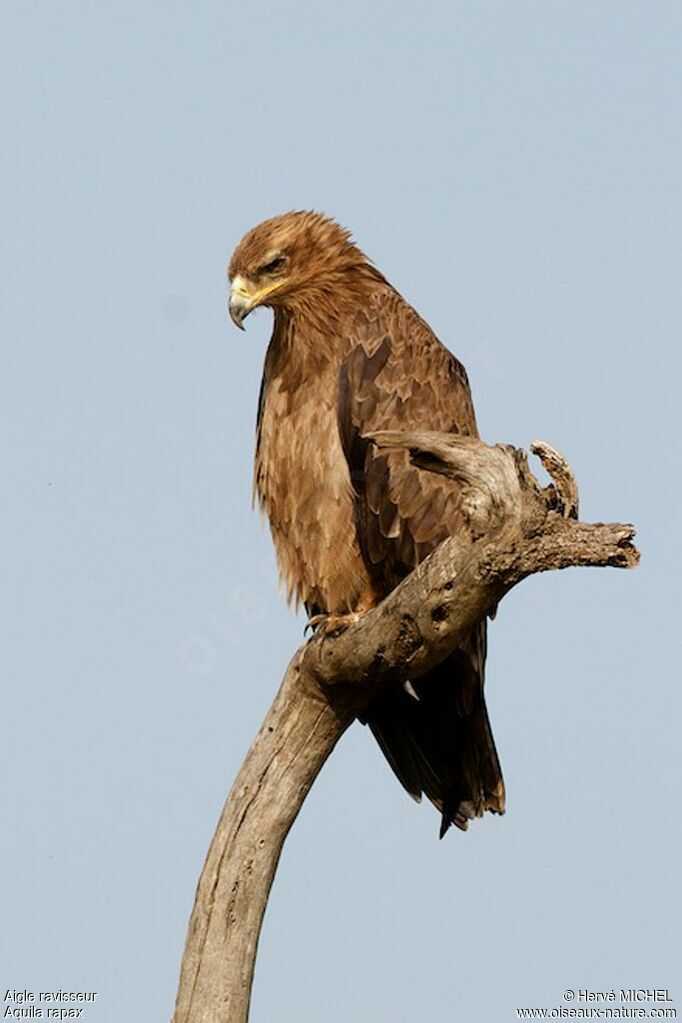 Aigle ravisseur