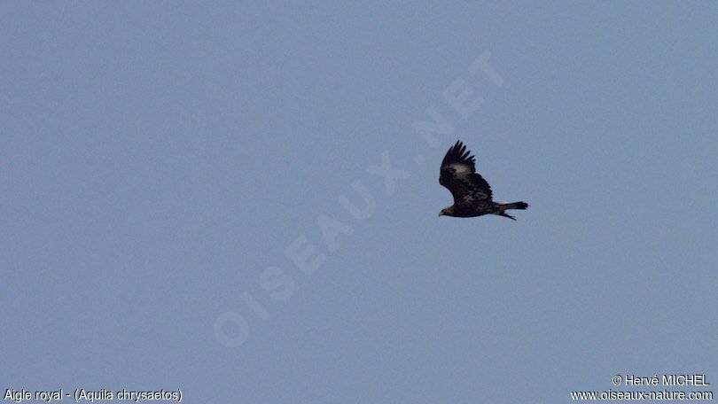 Aigle royalimmature