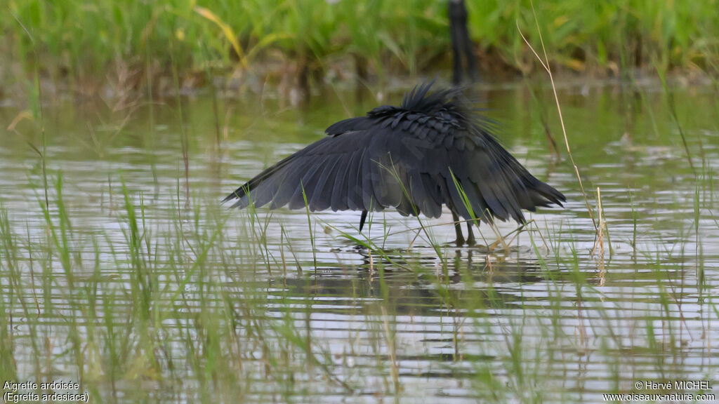 Aigrette ardoisée
