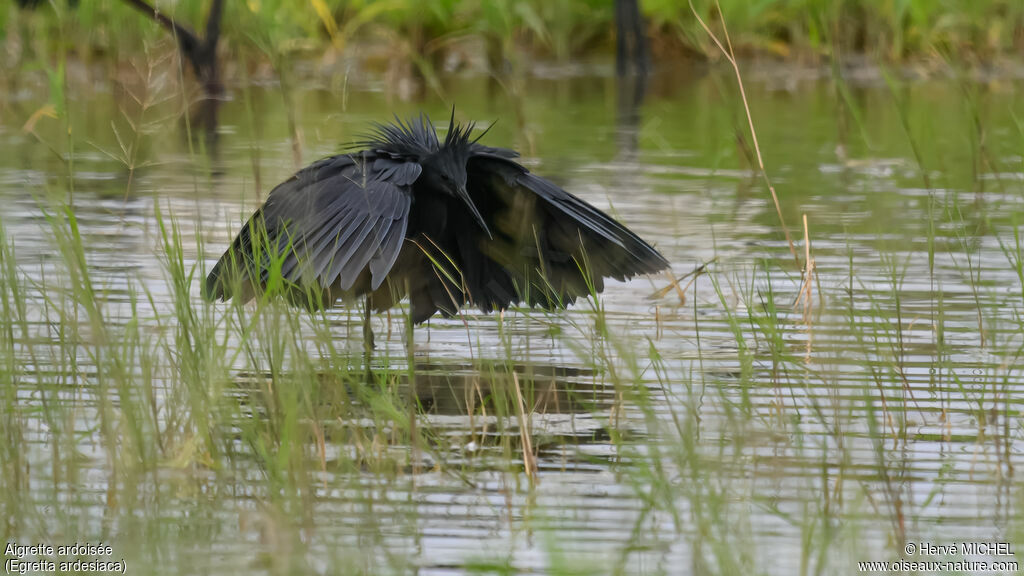 Aigrette ardoisée