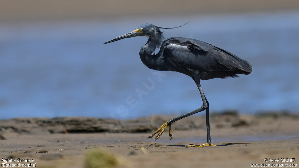 Aigrette dimorphe