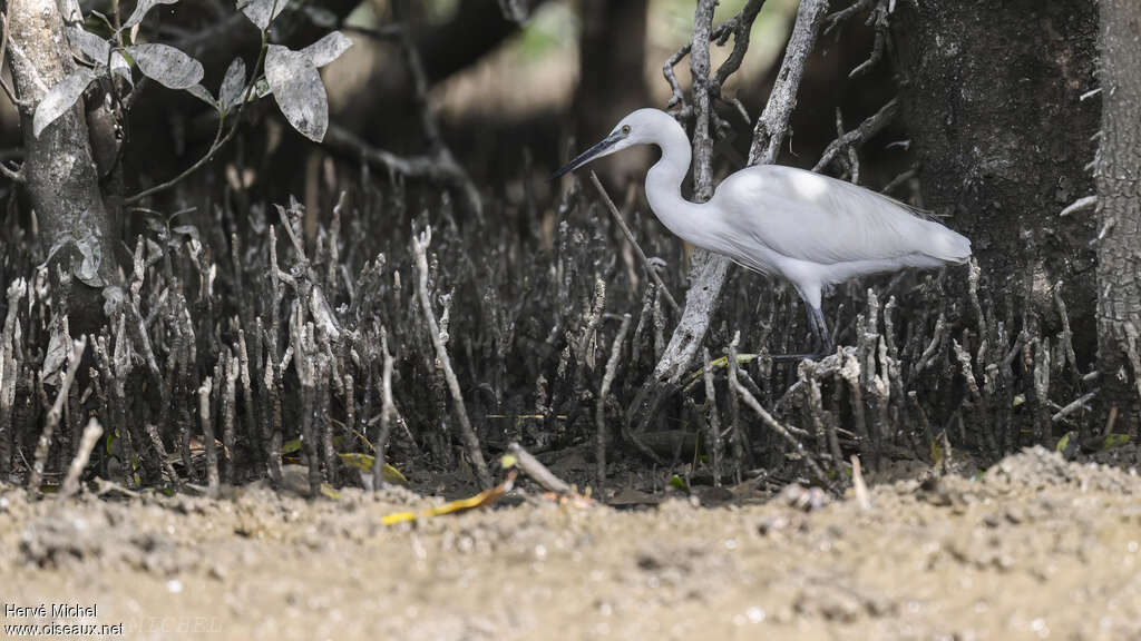 Aigrette garzetteadulte, habitat, marche