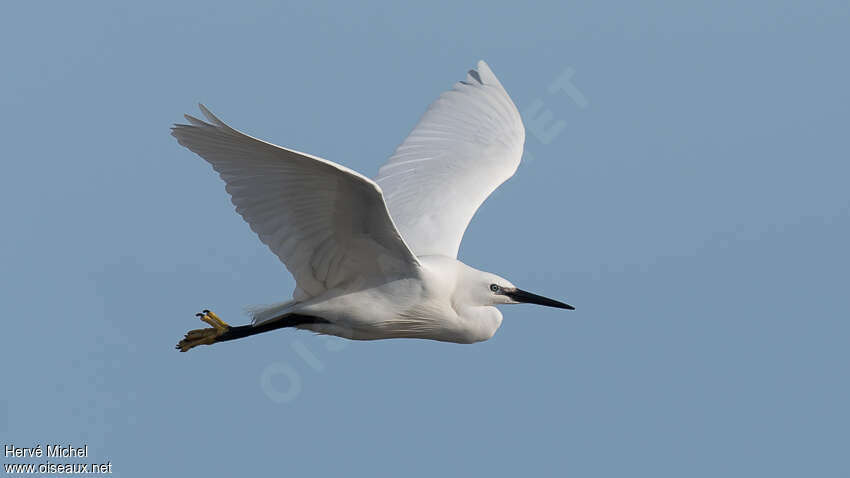 Aigrette garzetteadulte, Vol
