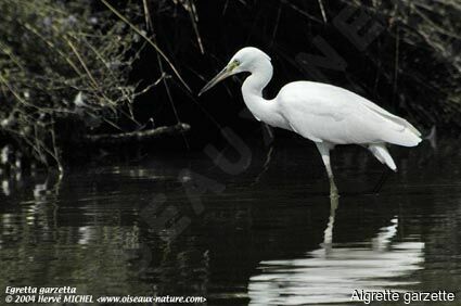 Aigrette garzette