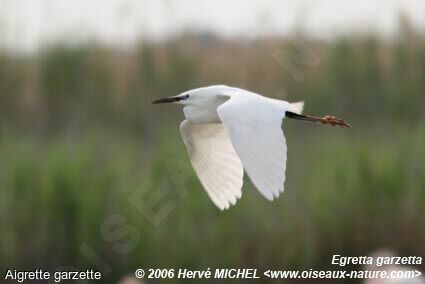 Aigrette garzetteadulte