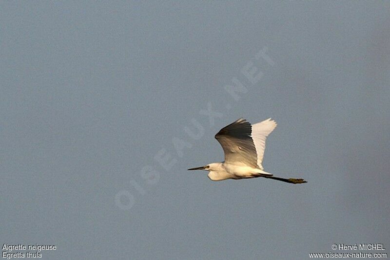 Aigrette neigeuse, Vol