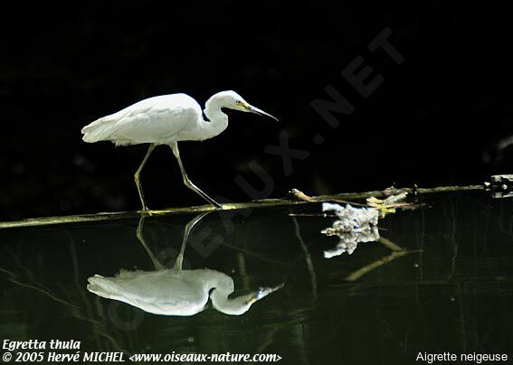 Snowy Egret