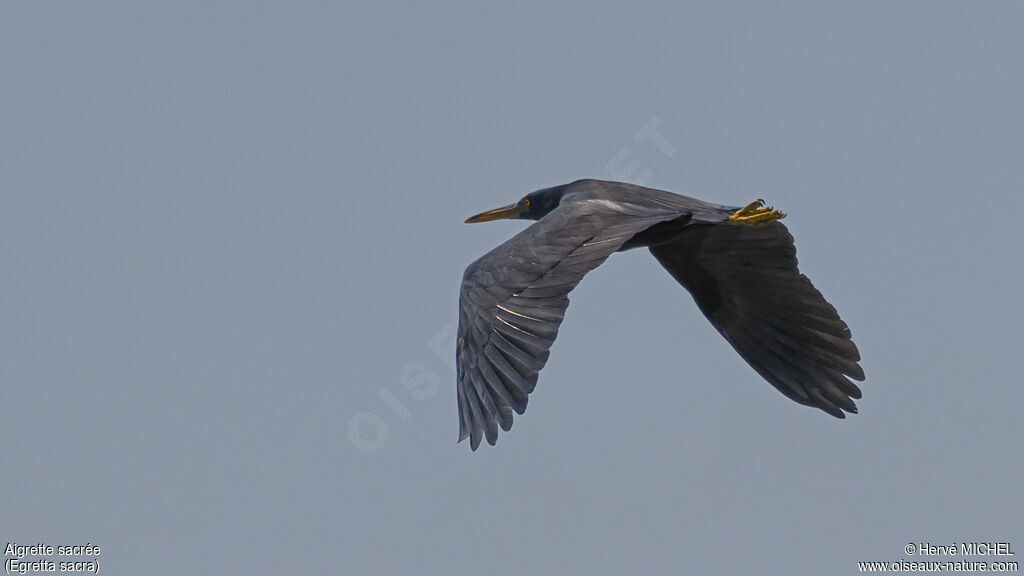Aigrette sacrée