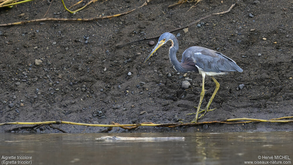 Aigrette tricolore