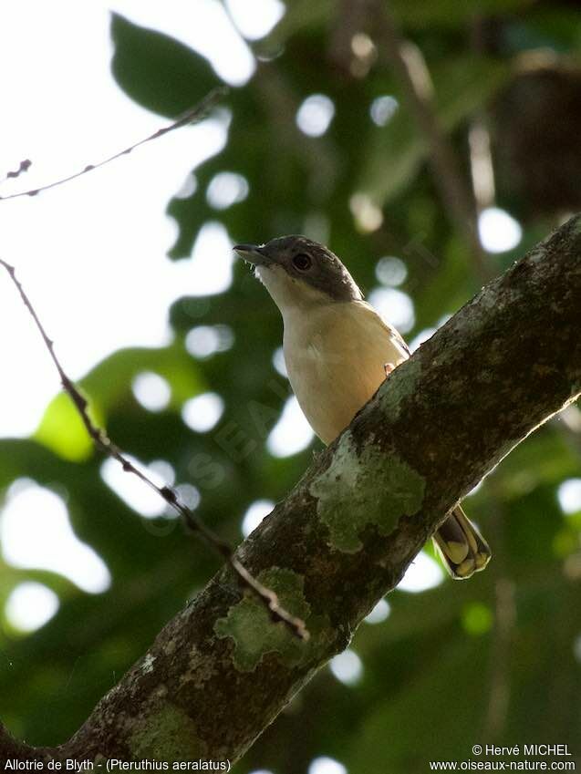White-browed Shrike-babbler female