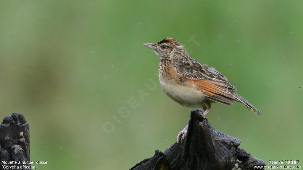 Alouette à nuque rousseadulte