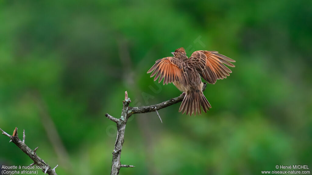 Alouette à nuque rousse mâle adulte nuptial, parade