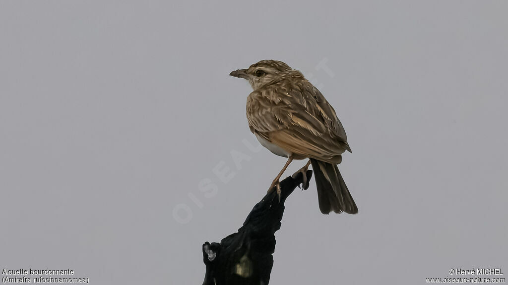 Flappet Lark