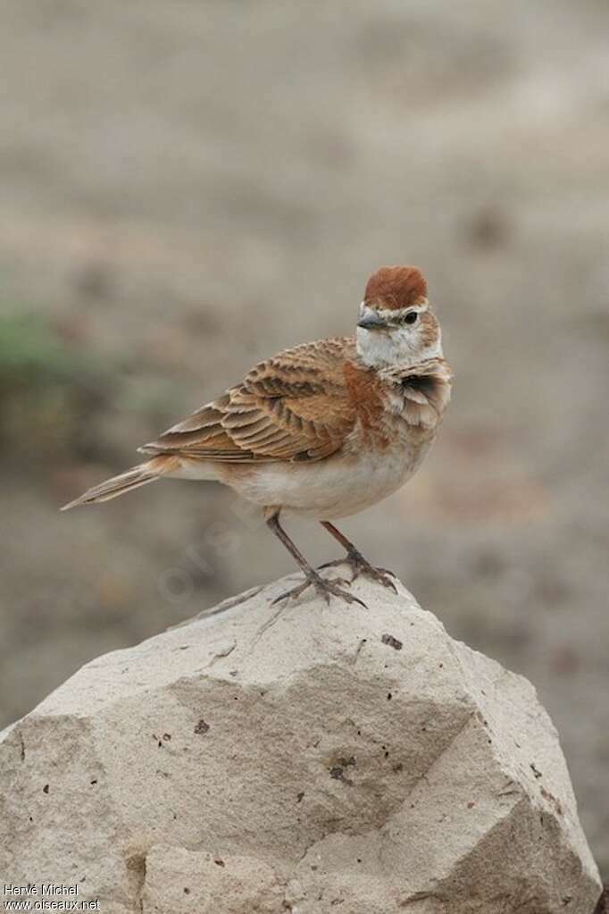 Red-capped Larkadult, identification