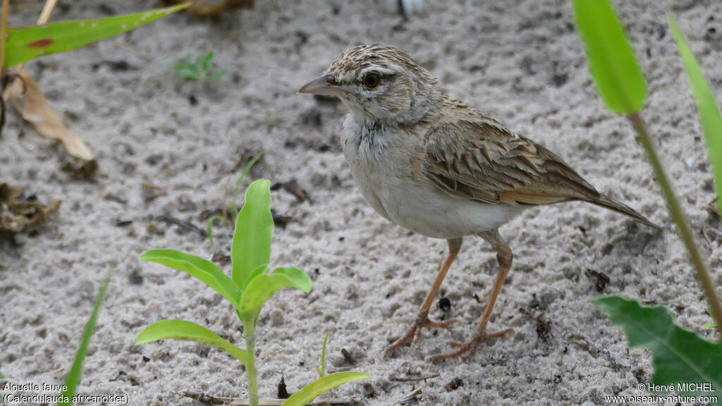 Fawn-colored Lark