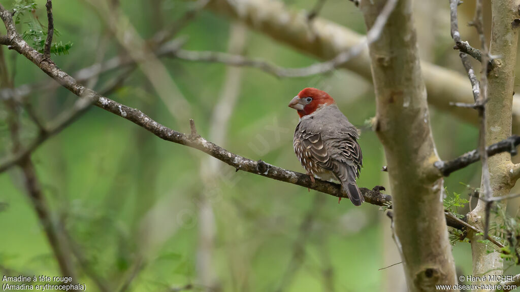 Red-headed Finch