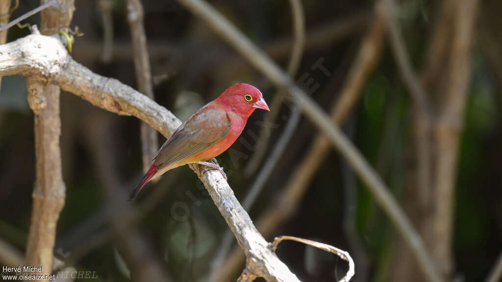 Red-billed Firefinch male adult, identification