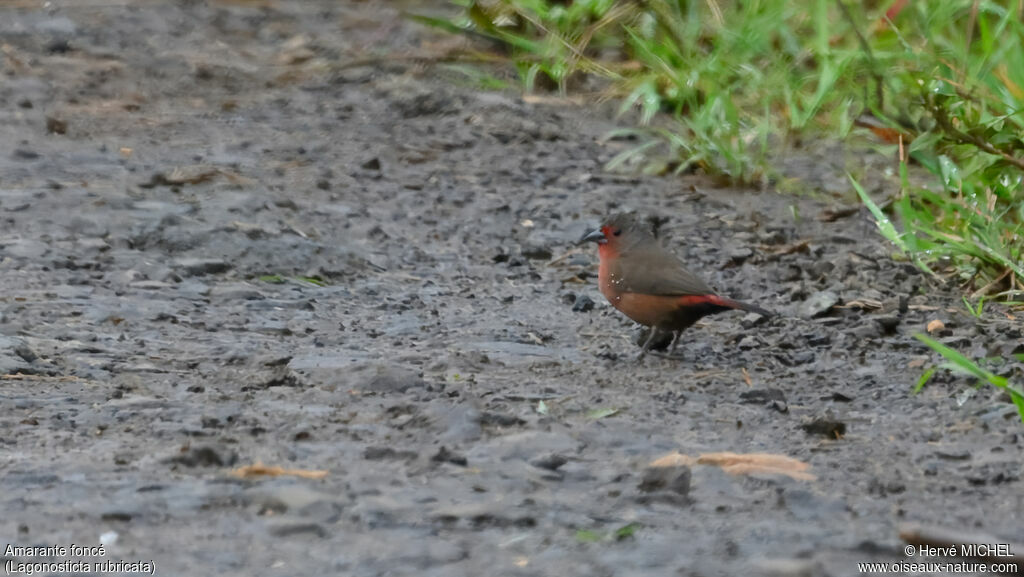 Amarante foncé mâle adulte