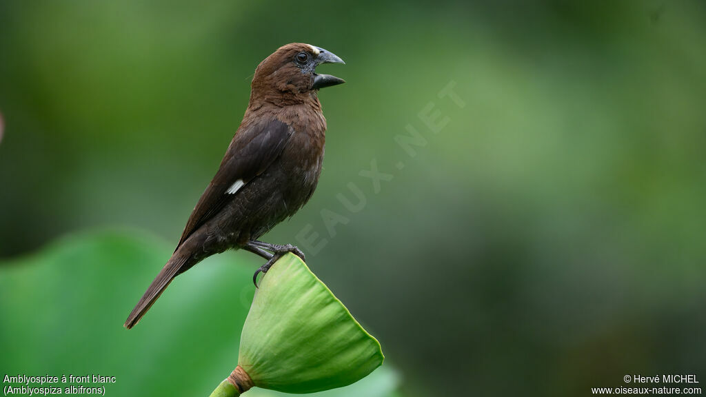 Thick-billed Weaver male adult breeding