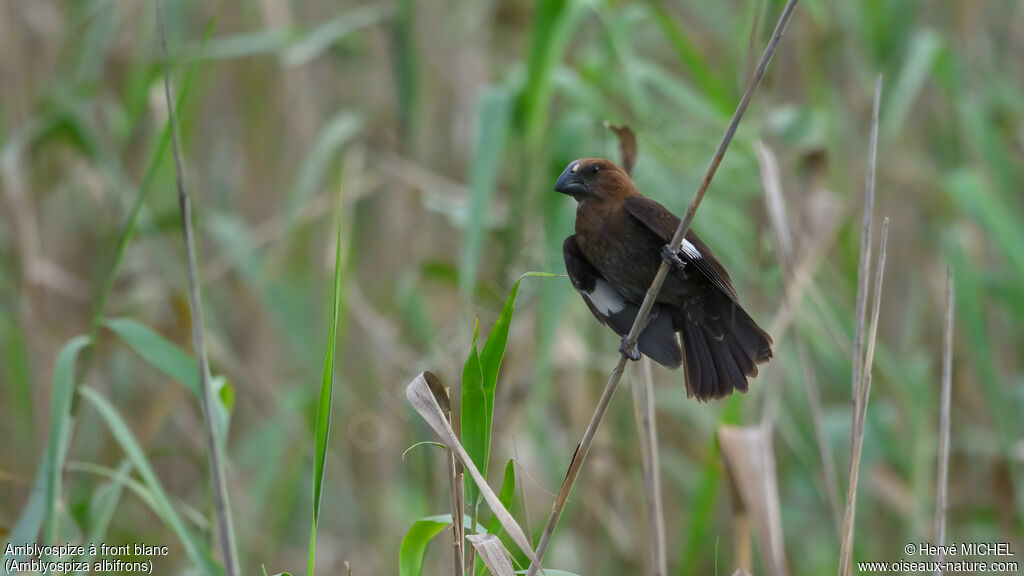 Thick-billed Weaver male adult breeding