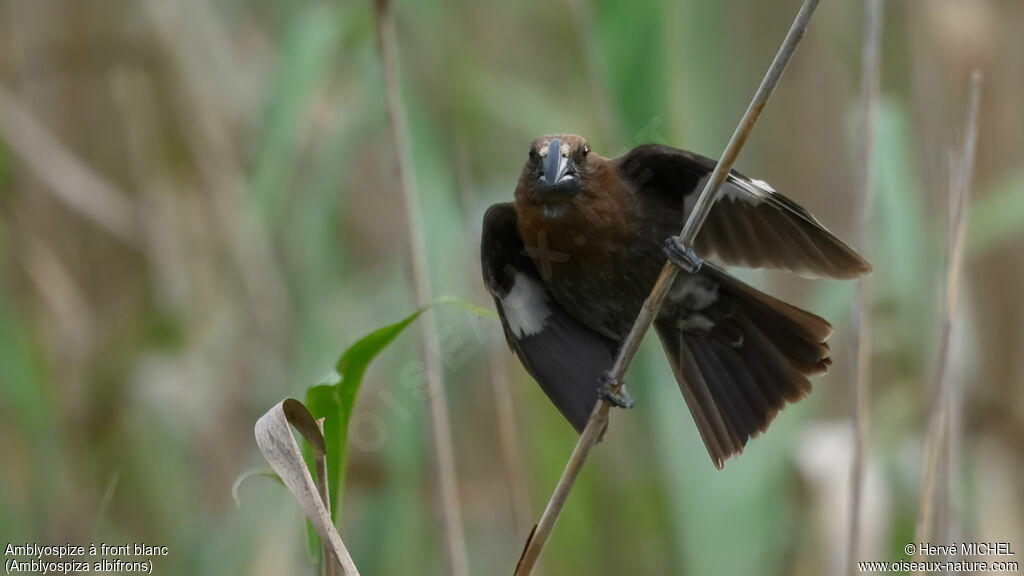 Thick-billed Weaver male adult breeding