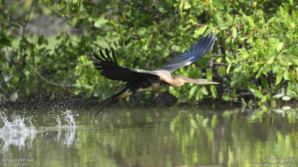 Anhinga d'Afrique