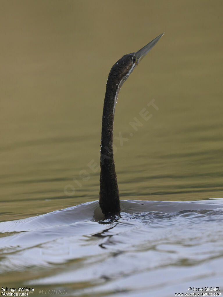 Anhinga d'Afrique
