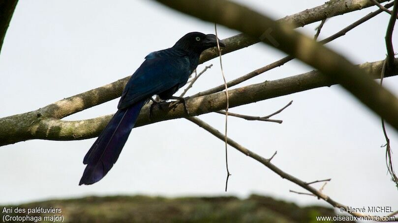 Greater Aniadult
