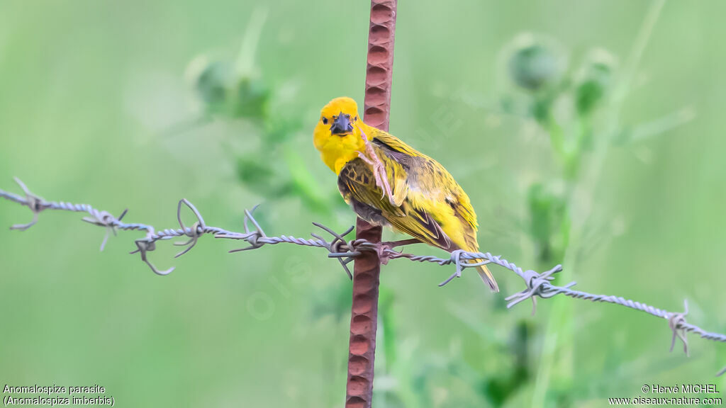 Anomalospize parasite mâle adulte nuptial
