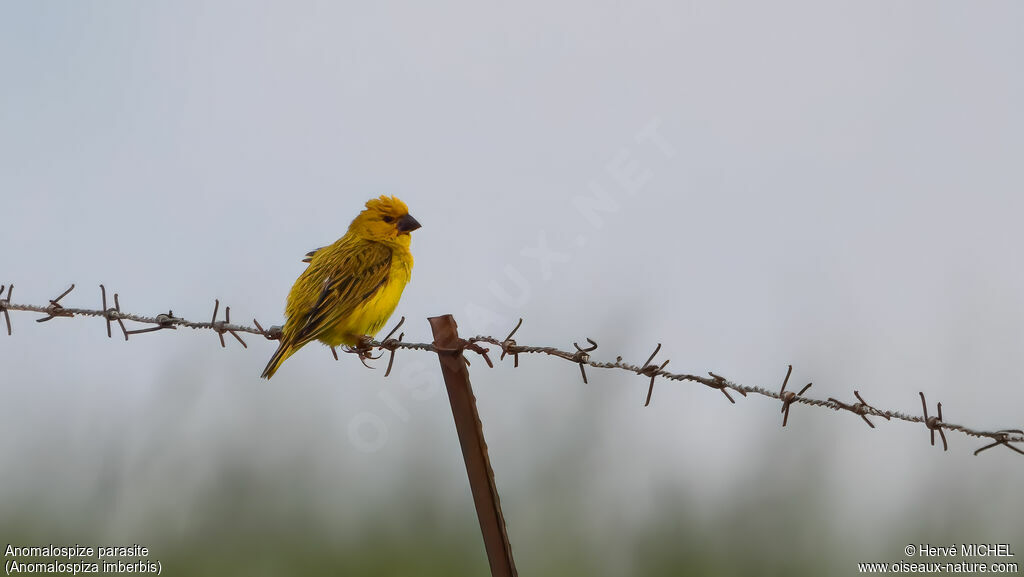 Anomalospize parasite mâle adulte nuptial