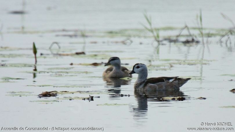 Cotton Pygmy Gooseadult