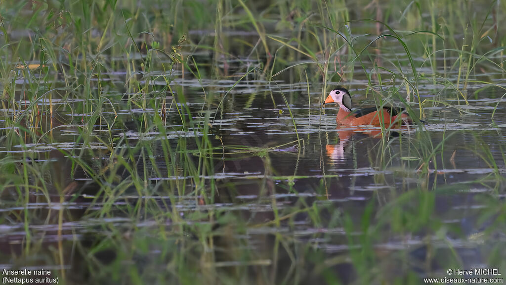 African Pygmy Goose male adult